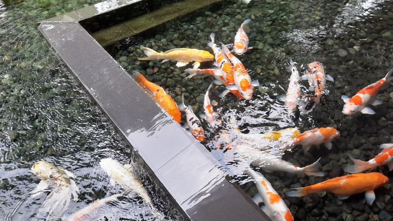 6 Kinh Nghiệm Thiết Kế Hồ Cá Koi Sân Vườn đẹp Bạn Nên Biết 6 Kinh Nghiệm Thiết Kế Hồ Cá Koi Sân Vườn đẹp Bạn Nên Biết