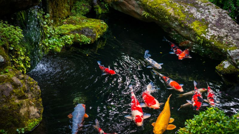 6 Kinh Nghiệm Thiết Kế Hồ Cá Koi Sân Vườn đẹp Bạn Nên Biết