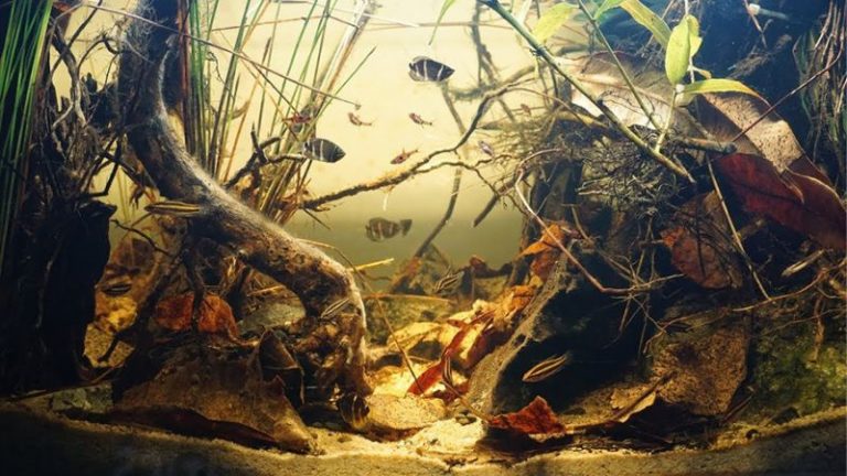 Các Phong Cách Hồ Cá Thủy Sinh Hiện Nay Các Phong Cách Hồ Cá Thủy Sinh Hiện Nay