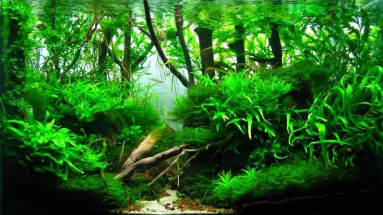 Các Phong Cách Hồ Cá Thủy Sinh Hiện Nay Các Phong Cách Hồ Cá Thủy Sinh Hiện Nay
