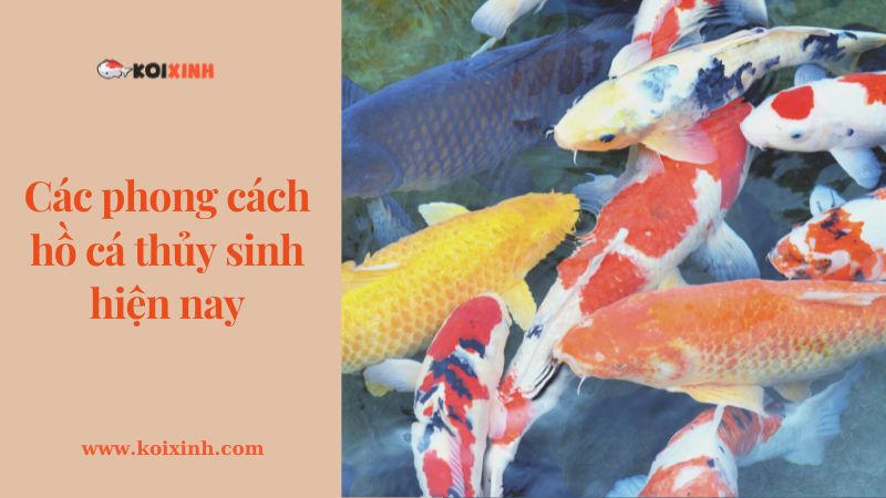 Các Phong Cách Hồ Cá Thủy Sinh Hiện Nay