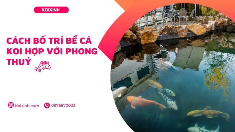 Cách Bố Trí Bể Cá Koi Hợp Với Phong Thuỷ