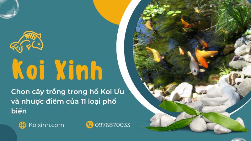 Chọn Cây Trồng Trong Hồ Koi: Ưu Và Nhược điểm Của 11 Loại Phổ Biến
