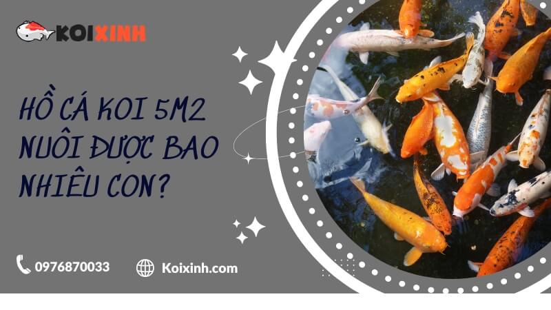 Hồ Cá Koi 5m2 Nuôi được Bao Nhiêu Con?