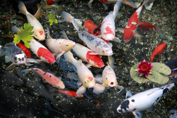 75+ Mẫu Thiết Kế Thi Công Hồ Cá Koi đẹp, Hợp Phong Thủy Trong Năm 2022