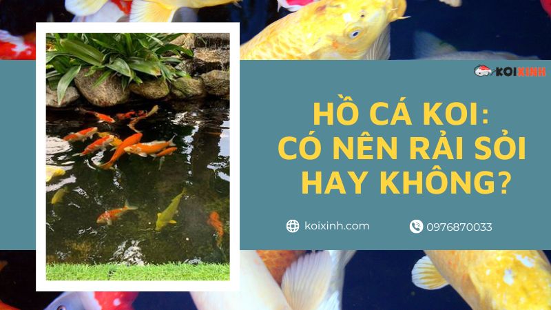 Hồ Cá Koi: Có Nên Rải Sỏi Hay Không?