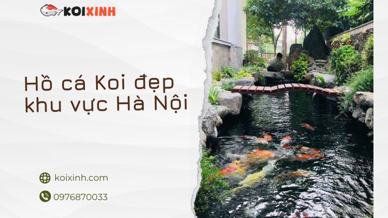 Hồ Cá Koi đẹp Khu Vực Hà Nội