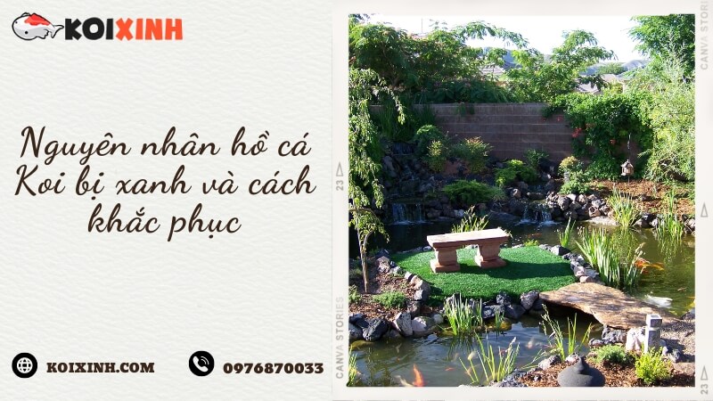 Nguyên Nhân Hồ Cá Koi Bị Xanh Và Cách Khắc Phục