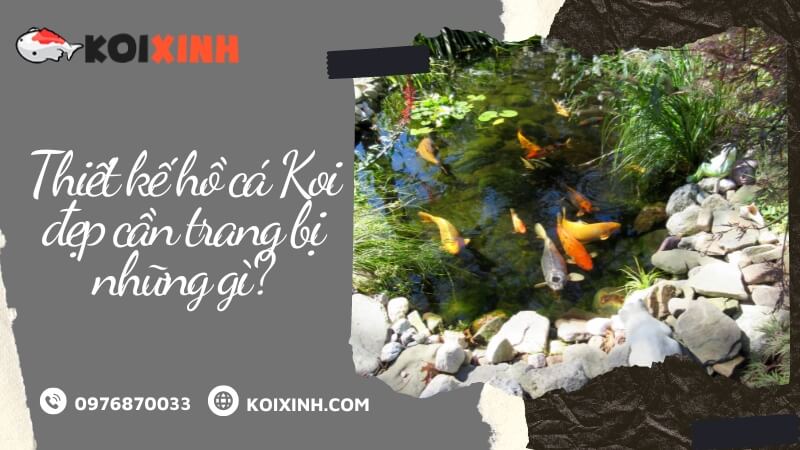 Thiết Kế Hồ Cá Koi đẹp Cần Trang Bị Những Gì?