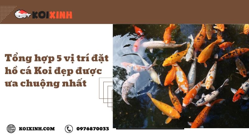 Tổng Hợp 5 Vị Trí đặt Hồ Cá Koi đẹp được ưa Chuộng Nhất