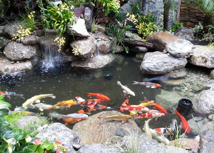 Tổng Hợp 89+ Mẫu Hồ Cá Koi đẹp Mãn Nhãn, Ai Nhìn Cũng Mê Tổng Hợp 89+ Mẫu Hồ Cá Koi đẹp Mãn Nhãn, Ai Nhìn Cũng Mê