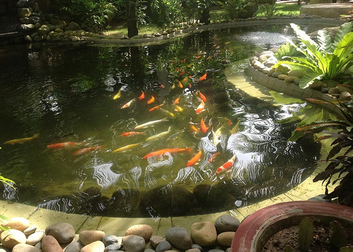 Tổng Hợp 89+ Mẫu Hồ Cá Koi đẹp Mãn Nhãn, Ai Nhìn Cũng Mê