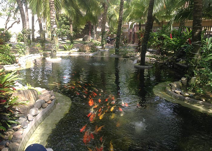 Tổng Hợp 89+ Mẫu Hồ Cá Koi đẹp Mãn Nhãn, Ai Nhìn Cũng Mê