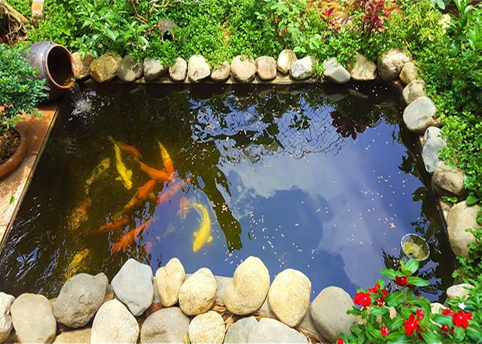 Tổng Hợp 89+ Mẫu Hồ Cá Koi đẹp Mãn Nhãn, Ai Nhìn Cũng Mê