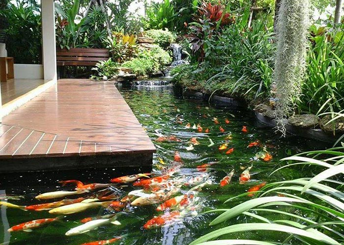 Tổng Hợp 89+ Mẫu Hồ Cá Koi đẹp Mãn Nhãn, Ai Nhìn Cũng Mê