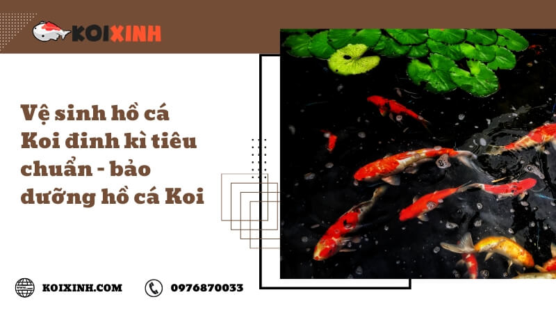 Vệ sinh hồ cá Koi đinh kì tiêu chuẩn – bảo dưỡng hồ cá Koi