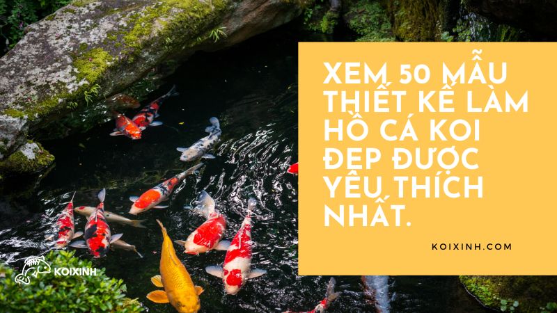 Xem 50 Mẫu Thiết Kế Làm Hồ Cá Koi Đẹp Được Yêu Thích Nhất.