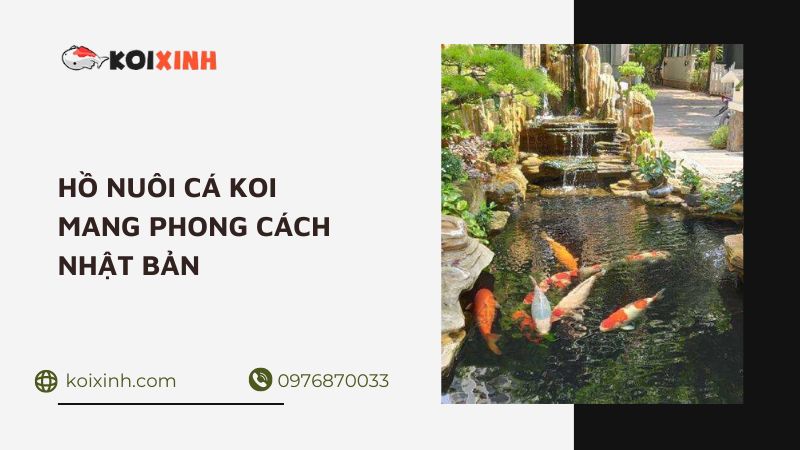 ThiẾt KẾ HỒ NuÔi CÁ Koi Mang Phong CÁch NhẬt BẢn