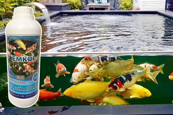 Hướng Dẫn Cách Thay Nước Hồ Cá Koi Hiệu Quả Hướng Dẫn Cách Thay Nước Hồ Cá Koi Hiệu Quả