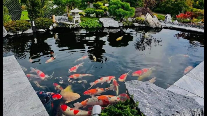 75+ Mẫu Thiết Kế Thi Công Hồ Cá Koi đẹp, Hợp Phong Thủy Trong Năm 2022 75+ Mẫu Thiết Kế Thi Công Hồ Cá Koi đẹp, Hợp Phong Thủy Trong Năm 2022