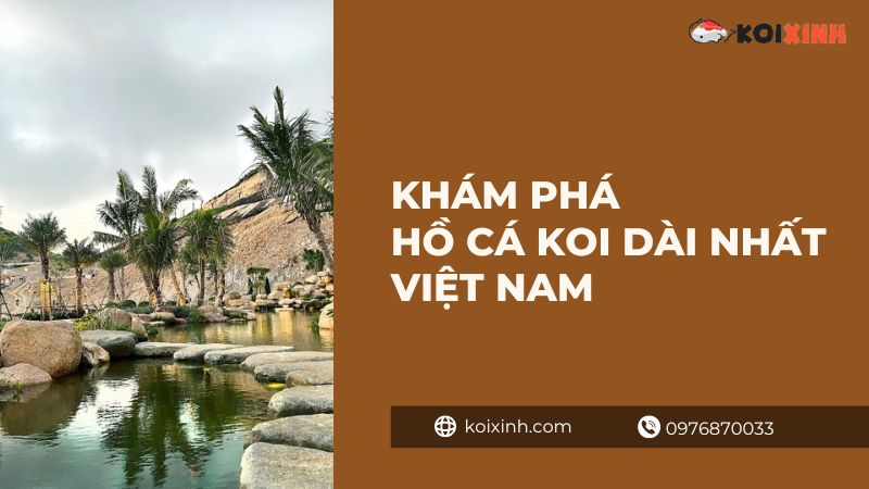 Khám Phá Hồ Cá Koi Dài Nhất Việt Nam