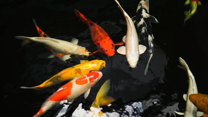 Tạo Luồng Cho Hồ Cá Koi Nhà Bạn Tạo Luồng Cho Hồ Cá Koi Nhà Bạn