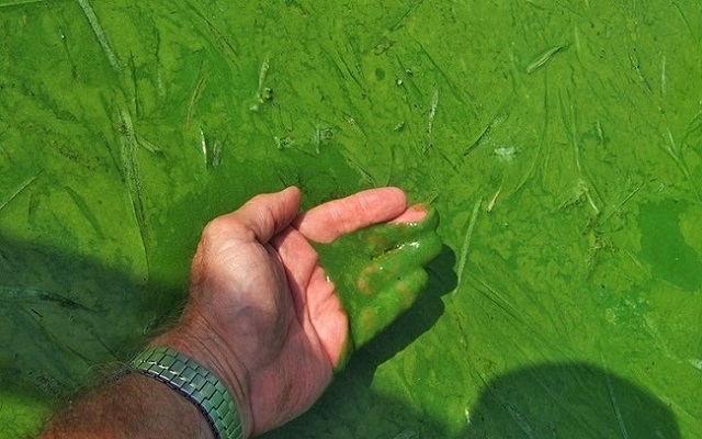 Tảo xanh gây ảnh hưởng đến màu nước hồ Koi