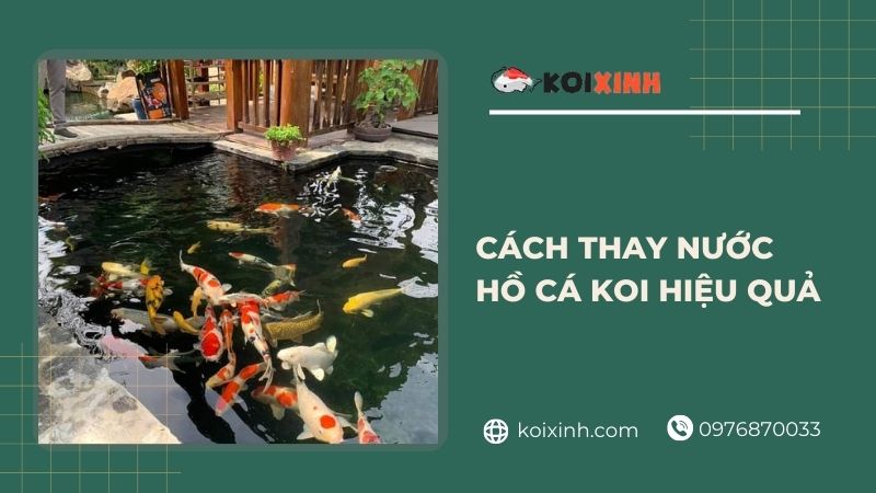 Hướng Dẫn Cách Thay Nước Hồ Cá Koi Hiệu Quả