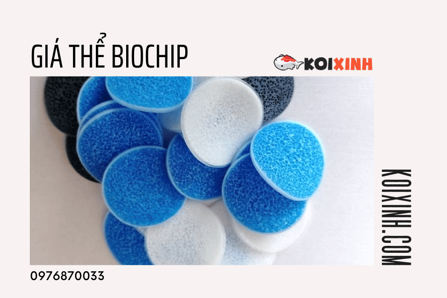 13 Loại Vật Liệu Lọc Nên Dùng Cho Hồ Cá Koi 13 Loại Vật Liệu Lọc Nên Dùng Cho Hồ Cá Koi