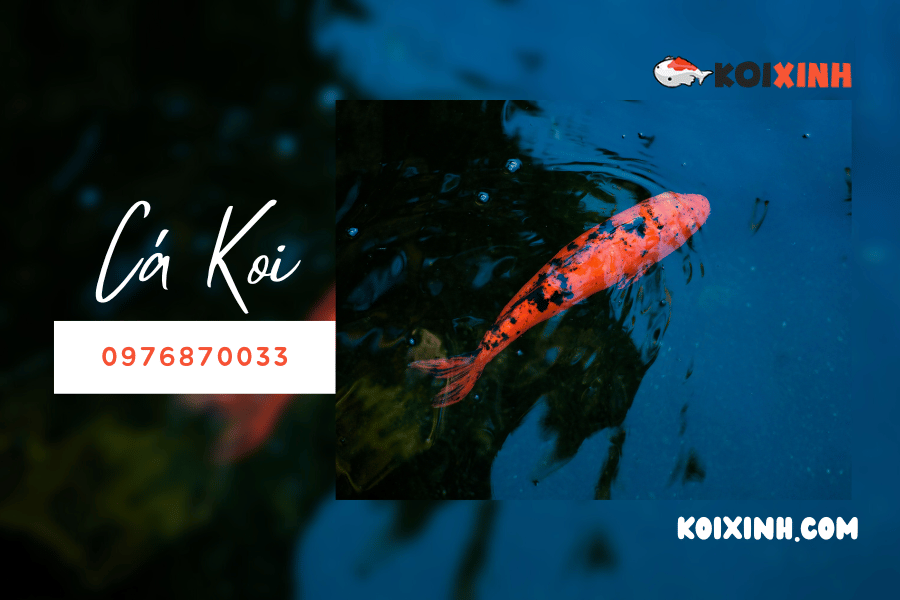 Những điều chú ý khi nuôi cá Koi ở nước nhiệt đới như Việt Nam