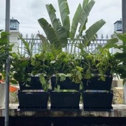 Hệ thống lọc sàn mưa Bakki Shower cho hồ cá Koi