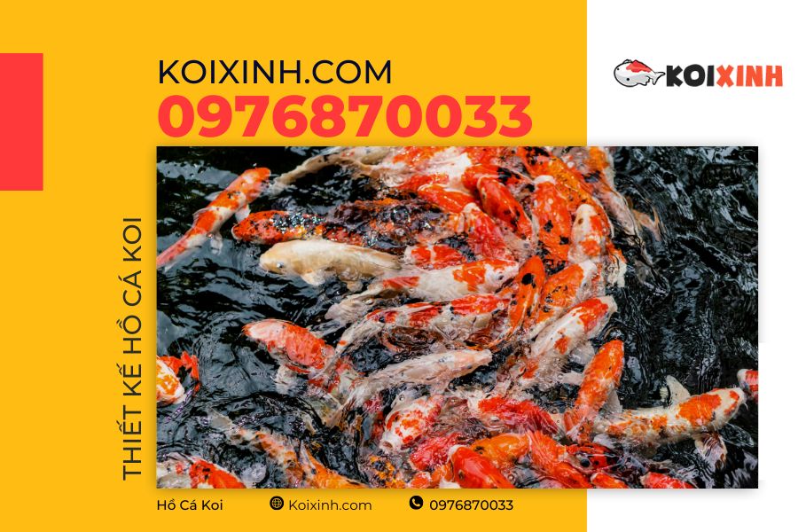 Hồ cá Koi đạt tiêu chuẩn cần đáp ứng được những tiêu chí gì? Hồ cá Koi đạt tiêu chuẩn cần đáp ứng được những tiêu chí gì?