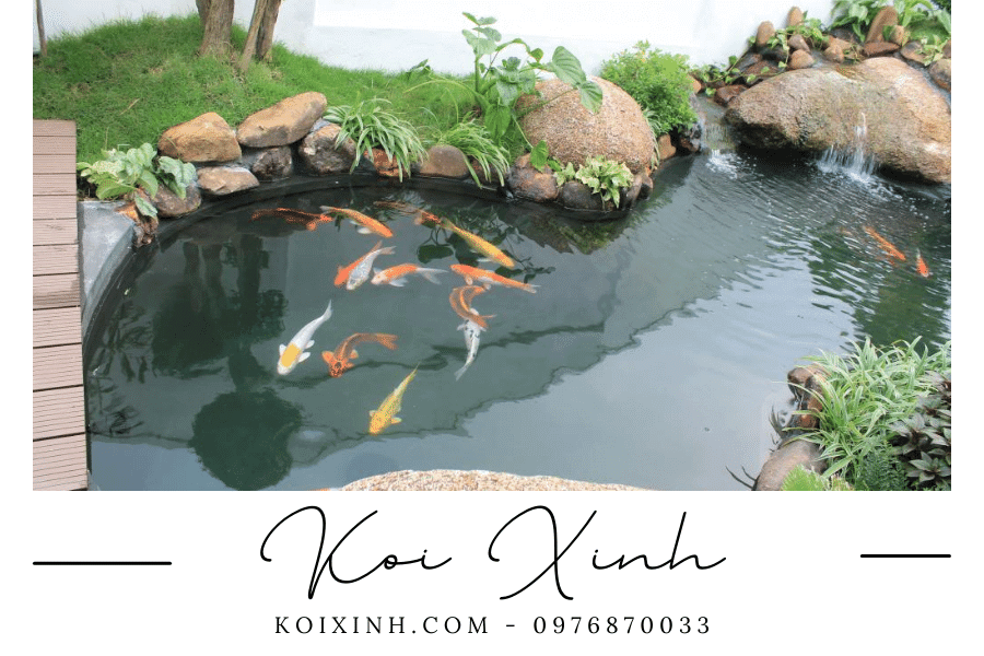 Hướng dẫn thi công hồ Cá Koi đúng chuẩn yêu cầu Hướng dẫn thi công hồ Cá Koi đúng chuẩn yêu cầu