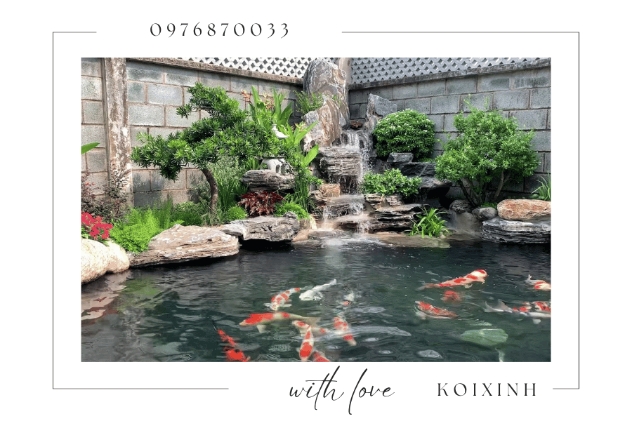 Hướng dẫn thi công hồ Cá Koi đúng chuẩn yêu cầu Hướng dẫn thi công hồ Cá Koi đúng chuẩn yêu cầu
