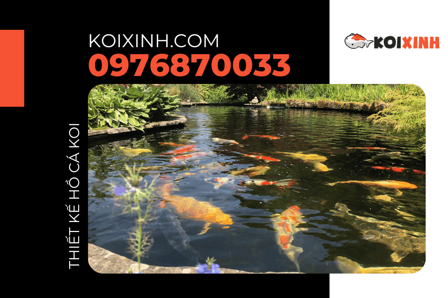 Thi công hồ cá Koi chuyên nghiệp, uy tín với giá thành phải chăng Thi công hồ cá Koi chuyên nghiệp, uy tín với giá thành phải chăng