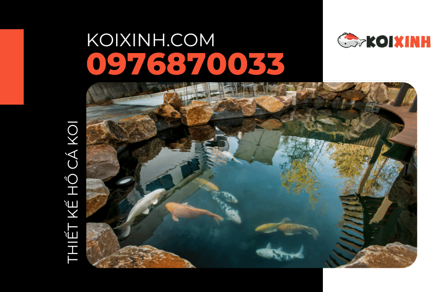 Những tiêu chuẩn của một hồ cá Koi đẹp, hợp phong thủy Những tiêu chuẩn của một hồ cá Koi đẹp, hợp phong thủy