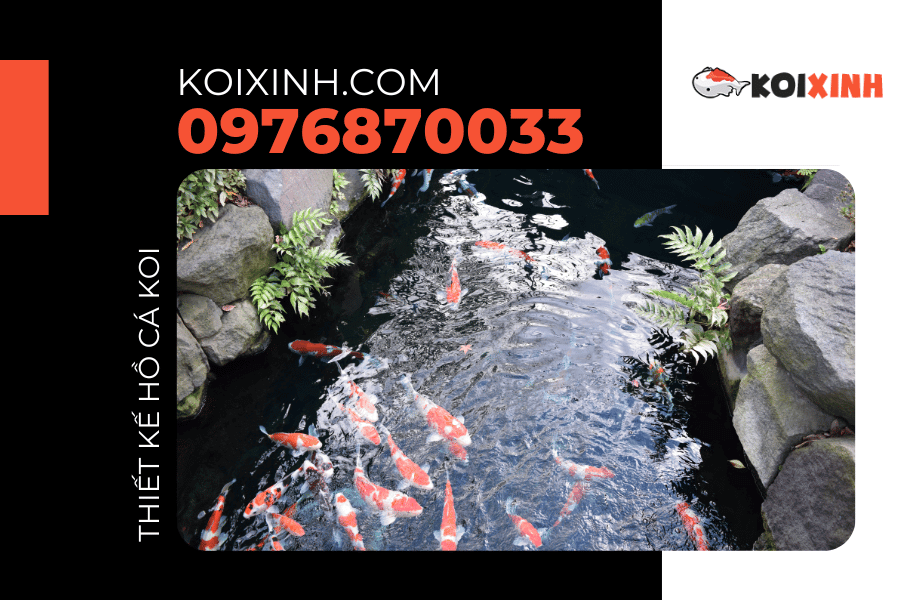 Hồ cá Koi kết hợp cảnh quan sân vườn tạo nên vẻ đẹp hài hòa Hồ cá Koi kết hợp cảnh quan sân vườn tạo nên vẻ đẹp hài hòa