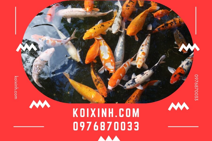 Koixinh.com - Đơn vị tư vấn, thiết kế, thi công hồ cá Koi Tận tâm - Chuyên nghiệp - Uy tín - Bảo hành dài hạn - Hotline: 0976870033