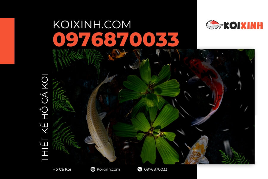 Koixinh.com đảm bảo sẽ tư vấn và thiết kế hồ cá Koi đảm bảo yếu tố phong thủy để tốt nhất cho gia chủ.