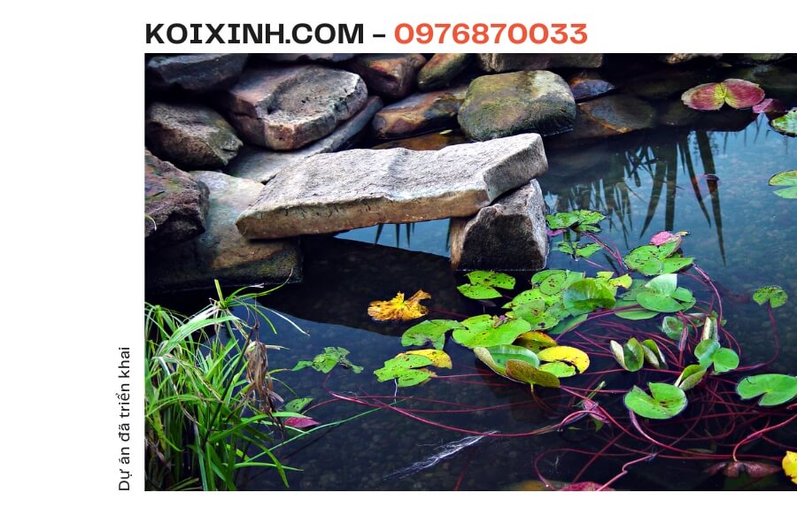 Một số dự án và phong cách hồ Cá Koi mà Koixinh.com đã tư vấn, thiết kế, triển khai.