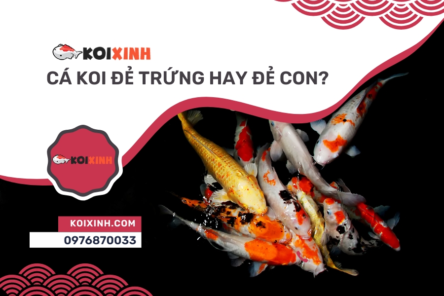 Cá Koi thường đẻ trứng như thế nào? Cá Koi đẻ trứng hay đẻ con? Sinh sản, Nhân giống & Chăm sóc