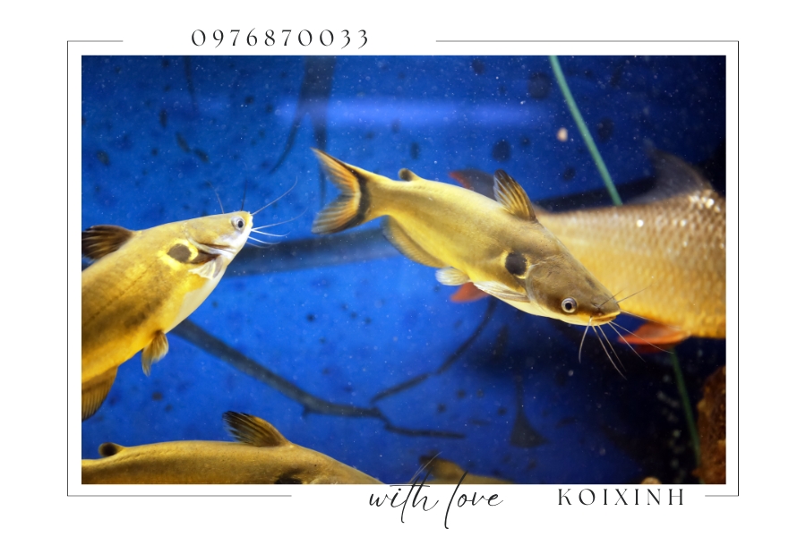 8 loài cá có thể sống với cá Koi trong bể - Bạn bè của Koi Siluriformes (Cá da trơn)