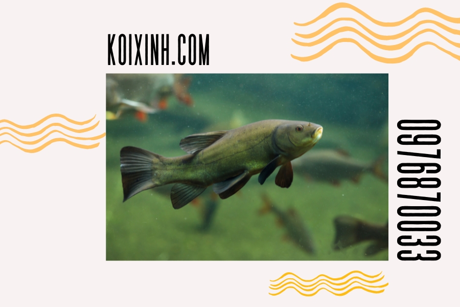 8 loài cá có thể sống với cá Koi trong bể - Bạn bè của Koi Tinca tinca (cá Chép Nhớt)