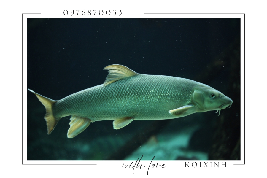 Siluriformes (Cá da trơn)