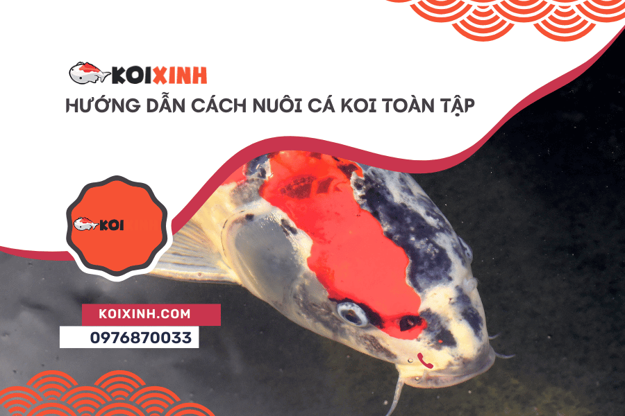 Cá Koi: Hướng Dẫn Cách Nuôi Cá Koi Toàn Tập