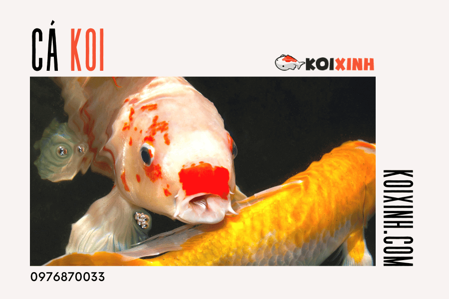 Để cá Koi luôn khỏe mạnh và đẹp mắt, hãy đảm bảo cho chúng được cung cấp đúng loại thức ăn phù hợp. Để cá Koi luôn khỏe mạnh và đẹp mắt, hãy đảm bảo cho chúng được cung cấp đúng loại thức ăn phù hợp.
