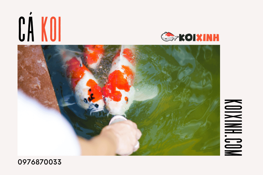Bạn muốn cho cá Koi của mình ăn ngon miệng và đầy đủ dinh dưỡng? Hãy lựa chọn thức ăn chất lượng và đảm bảo cung cấp đúng lượng cho chúng. Bạn muốn cho cá Koi của mình ăn ngon miệng và đầy đủ dinh dưỡng? Hãy lựa chọn thức ăn chất lượng và đảm bảo cung cấp đúng lượng cho chúng.