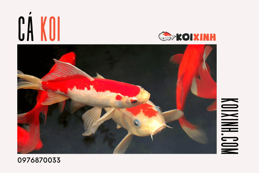 Cá Koi là loại cá cảnh đẹp và được nhiều người yêu thích. Để giữ cho chúng luôn khỏe mạnh và đẹp, hãy chăm sóc cho chúng đúng cách! Cá Koi là loại cá cảnh đẹp và được nhiều người yêu thích. Để giữ cho chúng luôn khỏe mạnh và đẹp, hãy chăm sóc cho chúng đúng cách!