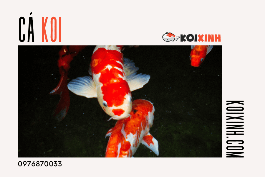 Hãy cung cấp cho cá Koi của bạn những bữa ăn đầy đủ dinh dưỡng để giúp chúng phát triển và trở nên đẹp hơn. Hãy cung cấp cho cá Koi của bạn những bữa ăn đầy đủ dinh dưỡng để giúp chúng phát triển và trở nên đẹp hơn.