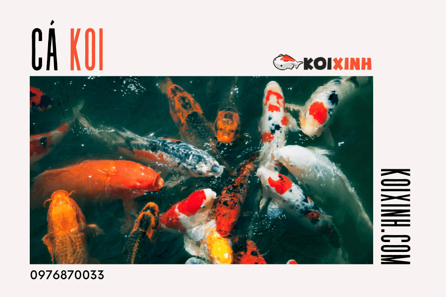 Tạo một môi trường sống tốt hơn cho cá Koi bằng cách đảm bảo cho chúng được cung cấp đúng lượng thức ăn và đúng loại thức ăn. Tạo một môi trường sống tốt hơn cho cá Koi bằng cách đảm bảo cho chúng được cung cấp đúng lượng thức ăn và đúng loại thức ăn.